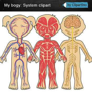 organ system clipart