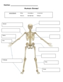 Human Bones Halloween Activity