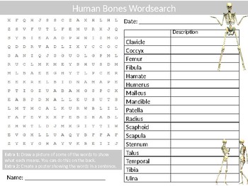 Preview of Human Bones Wordsearch Sheet Sciene Biology Anatomy Starter Activity Keywords