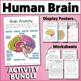 Human Brain Activity Bundle | Human Anatomy Bundle | The H