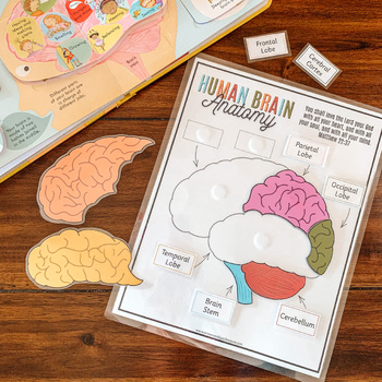 Preview of Human Brain Anatomy Activity