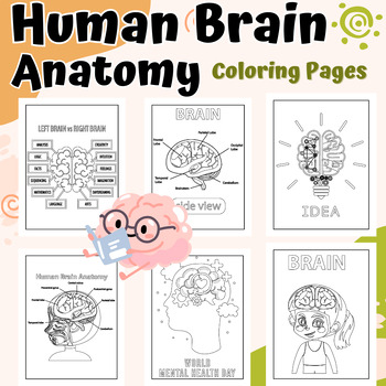 32+ Printable Brain Anatomy Coloring Pages