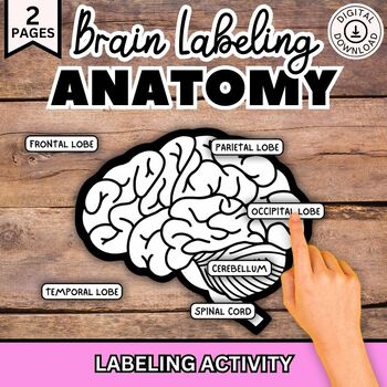 Preview of Human Brain Anatomy Labeling Activity