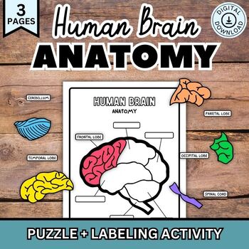 Preview of Human Brain Anatomy Puzzle Labeling Activity Body Organs Craft Worksheet