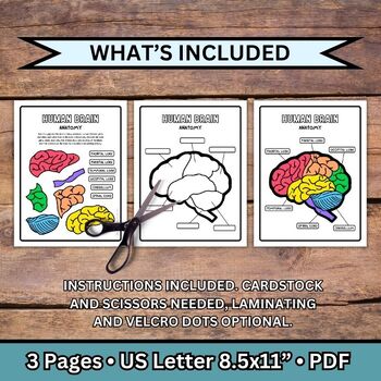 Human Brain Anatomy Puzzle Labeling Activity Body Organs Craft Worksheet