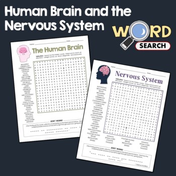 Preview of Human Brain And Nervous System Word Search Vocabulary Activity Review Worksheet