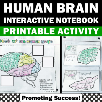 Preview of Human Brain Nervous System Science Interactive Notebook Craftivity Centers 5th