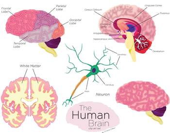 Preview of Human Brain Clip Art Set
