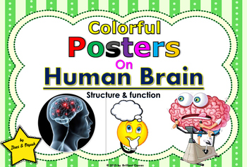 Preview of Human Brain Colorful Posters for Classroom