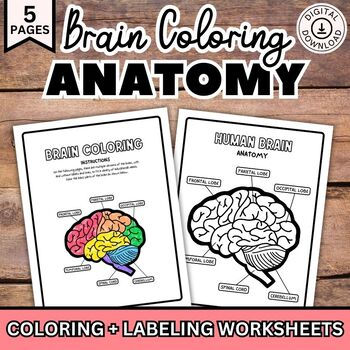 Preview of Human Brain Coloring Pages, Brain Labeling Worksheets, Brain Quiz, Body Anatomy