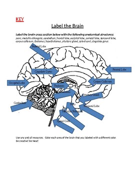 Download Human Brain Coloring and Labeling with KEY by Biology Boutique | TpT