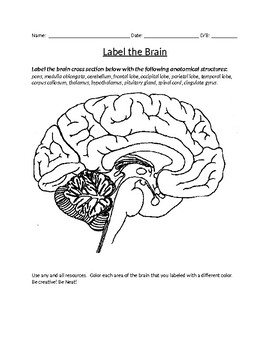 Preview of Human Brain Coloring and Labeling with KEY