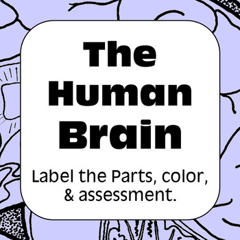 Preview of Human Brain Diagrams for Coloring Matching Labeling Quizzes & Reference