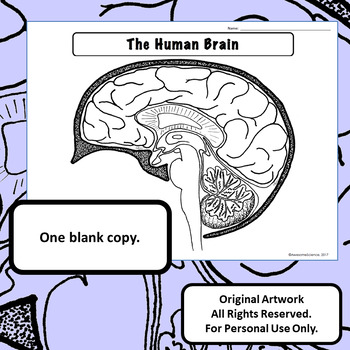 blank human brain outline