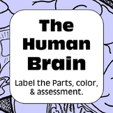 Human Brain Diagrams for Coloring Matching Labeling Quizze