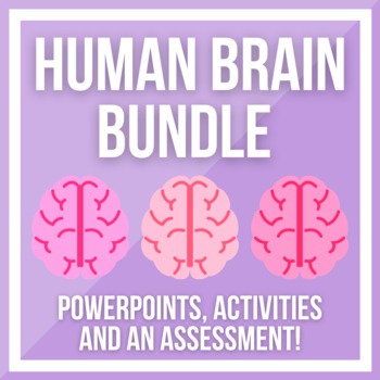 Preview of Human Brain PowerPoints and Activities BUNDLE