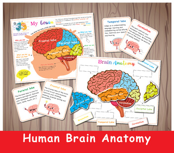 Human Brain Printable Activity, Anatomy Busy Book, Brain Puzzle.