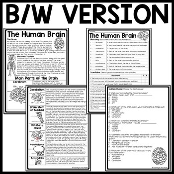 Human Brain Reading Comprehension Worksheet Nervous System | TpT