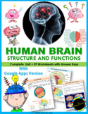 Human Brain: Structure & Functions | Printable and Digital