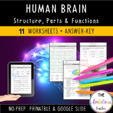 The Human Brain Worksheets - Structure & Functions No-prep