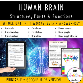 Preview of Human Brain Unit + Worksheets | Structure, Parts, Functions| Printable & Digital