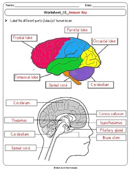 Human Brain : labeling diagram, identify parts and their ...