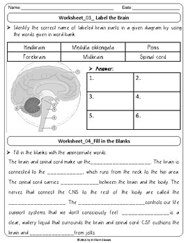 Human Brain : Engaging Worksheets| Digital Distance Learning and Printable