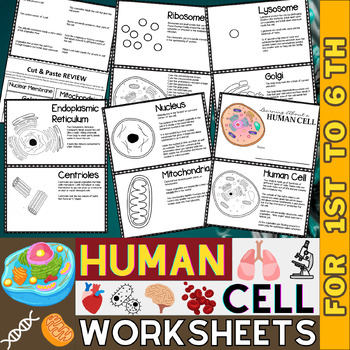 Preview of Human Cell Organelles and Functions Worksheets | Animal Cell | Human Body