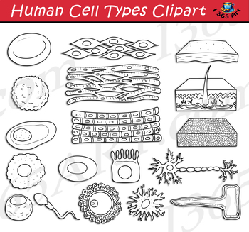 drawing of a human cell