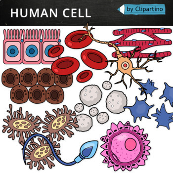 Preview of Human Cells Clip Art / Science Clip Art/ Commercial use