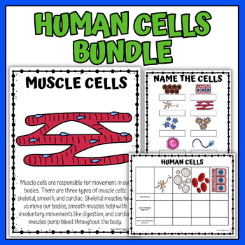 Preview of Types of Cells in the Human Body Coloring Worksheets & Matching & Labeling