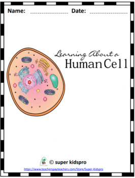 human cell model for kids