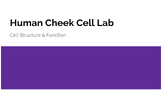 Human Cheek Cell Lab