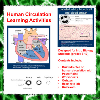 Preview of Human Circulation Learning Activities (Distance Learning)
