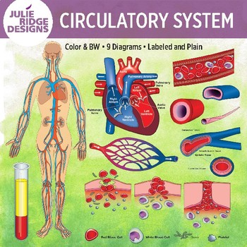 Preview of Human Circulatory System Clip Art Illustrations