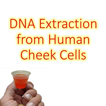Preview of Human DNA Extraction Lab