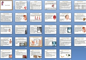 Preview of Human Digestion Smartboard Notebook Presentation Lesson Plan