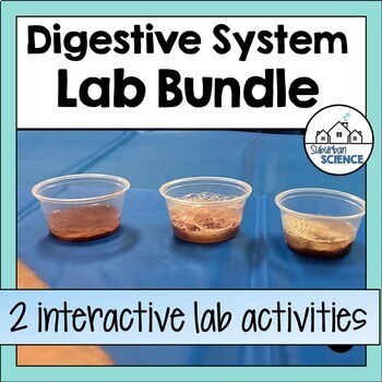 Preview of Human Digestive System Activities - Digestive System Stations