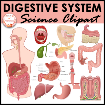 Preview of Human Digestive System Anatomy Clipart | Body Systems and Organs #sunnydeals24