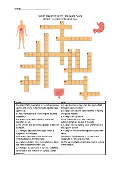 Preview of Human Digestive System - Crossword Puzzle Worksheet Activity (Printable)