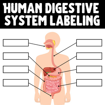 Preview of Human Digestive System Labeling Activity for 3rd-5th Grade human body systems