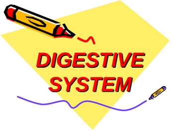 Preview of Human Digestive System