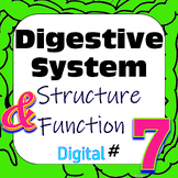 Human Digestive System Structure & Function #7 Digital Int