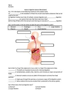 The Human Digestive System Worksheet Answer Key - Promotiontablecovers