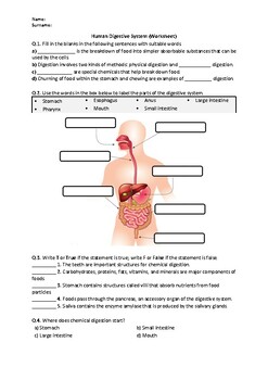 Preview of Human Digestive System - Quiz | Easel Activity & Printable PDF