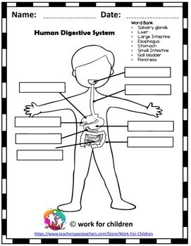 Human Digestive System for Kids by work for children | TPT