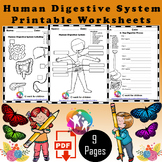 Human Digestive System for Kids