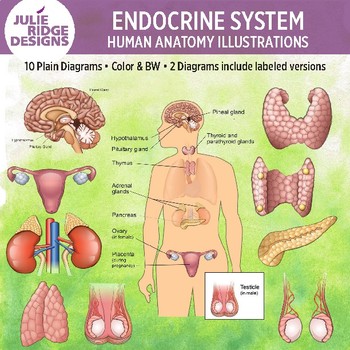 Human Endocrine System Clip Art Illustrations by Julie Ridge Designs