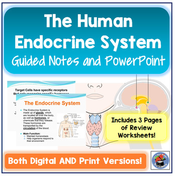 Preview of Human Endocrine System Guided Notes and PowerPoint