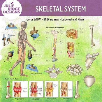 Preview of Human Skeletal System Clip Art Illustrations